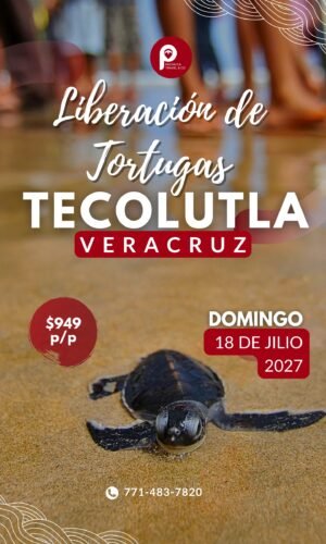 Liberación de Tortugas en Tecolutla, Veracruz 2027
